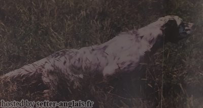 Setter Anglais GANNER DEI DIAVOLI BIANCHI Setter Anglais GANNER DEI DIAVOLI BIANCHI
